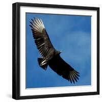 A Black Buzzard Flies Off-null-Framed Photographic Print