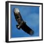 A Black Buzzard Flies Off-null-Framed Photographic Print