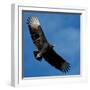 A Black Buzzard Flies Off-null-Framed Photographic Print