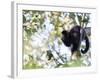 A Black Capuchin Monkey Feeding in a Tree in Sao Francisco Xavier in Sao Paulo State, Brazil-Alex Saberi-Framed Photographic Print