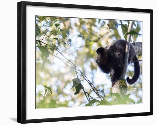 A Black Capuchin Monkey Feeding in a Tree in Sao Francisco Xavier in Sao Paulo State, Brazil-Alex Saberi-Framed Photographic Print