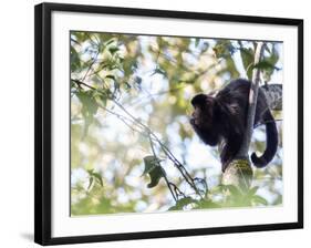 A Black Capuchin Monkey Feeding in a Tree in Sao Francisco Xavier in Sao Paulo State, Brazil-Alex Saberi-Framed Photographic Print