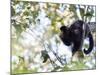 A Black Capuchin Monkey Feeding in a Tree in Sao Francisco Xavier in Sao Paulo State, Brazil-Alex Saberi-Mounted Photographic Print