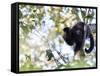 A Black Capuchin Monkey Feeding in a Tree in Sao Francisco Xavier in Sao Paulo State, Brazil-Alex Saberi-Framed Stretched Canvas