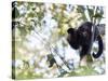 A Black Capuchin Monkey Feeding in a Tree in Sao Francisco Xavier in Sao Paulo State, Brazil-Alex Saberi-Stretched Canvas