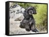A Black Cockapoo Dog Sitting on Some Boulders-Zandria Muench Beraldo-Framed Stretched Canvas