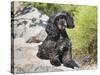 A Black Cockapoo Dog Sitting on Some Boulders-Zandria Muench Beraldo-Stretched Canvas