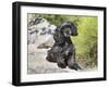 A Black Cockapoo Dog Sitting on Some Boulders-Zandria Muench Beraldo-Framed Photographic Print