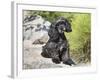 A Black Cockapoo Dog Sitting on Some Boulders-Zandria Muench Beraldo-Framed Photographic Print