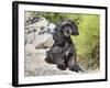 A Black Cockapoo Dog Sitting on Some Boulders-Zandria Muench Beraldo-Framed Photographic Print