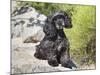 A Black Cockapoo Dog Sitting on Some Boulders-Zandria Muench Beraldo-Mounted Photographic Print