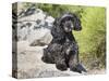 A Black Cockapoo Dog Sitting on Some Boulders-Zandria Muench Beraldo-Stretched Canvas