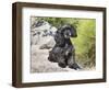 A Black Cockapoo Dog Sitting on Some Boulders-Zandria Muench Beraldo-Framed Photographic Print