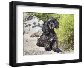 A Black Cockapoo Dog Sitting on Some Boulders-Zandria Muench Beraldo-Framed Photographic Print