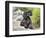 A Black Cockapoo Dog Sitting on Some Boulders-Zandria Muench Beraldo-Framed Photographic Print