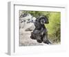 A Black Cockapoo Dog Sitting on Some Boulders-Zandria Muench Beraldo-Framed Photographic Print