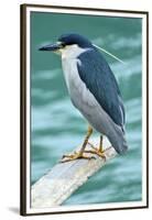 A Black-Crowned Night Heron Fishing, Lei Yu Mai Village, Hong Kong-Richard Wright-Framed Premium Photographic Print