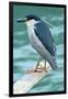 A Black-Crowned Night Heron Fishing, Lei Yu Mai Village, Hong Kong-Richard Wright-Framed Premium Photographic Print