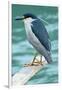 A Black-Crowned Night Heron Fishing, Lei Yu Mai Village, Hong Kong-Richard Wright-Framed Photographic Print