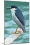 A Black-Crowned Night Heron Fishing, Lei Yu Mai Village, Hong Kong-Richard Wright-Mounted Photographic Print