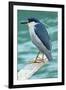 A Black-Crowned Night Heron Fishing, Lei Yu Mai Village, Hong Kong-Richard Wright-Framed Premium Photographic Print