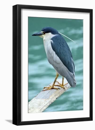 A Black-Crowned Night Heron Fishing, Lei Yu Mai Village, Hong Kong-Richard Wright-Framed Photographic Print