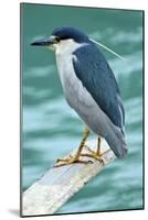 A Black-Crowned Night Heron Fishing, Lei Yu Mai Village, Hong Kong-Richard Wright-Mounted Photographic Print