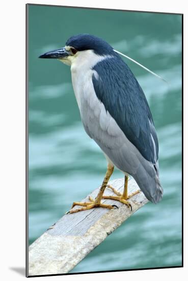 A Black-Crowned Night Heron Fishing, Lei Yu Mai Village, Hong Kong-Richard Wright-Mounted Photographic Print