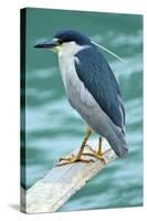 A Black-Crowned Night Heron Fishing, Lei Yu Mai Village, Hong Kong-Richard Wright-Stretched Canvas