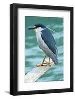 A Black-Crowned Night Heron Fishing, Lei Yu Mai Village, Hong Kong-Richard Wright-Framed Photographic Print