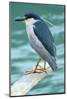 A Black-Crowned Night Heron Fishing, Lei Yu Mai Village, Hong Kong-Richard Wright-Mounted Photographic Print