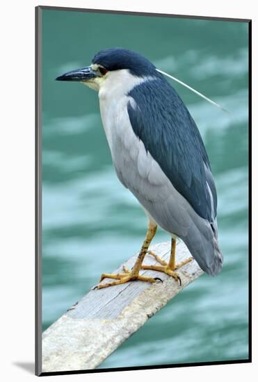 A Black-Crowned Night Heron Fishing, Lei Yu Mai Village, Hong Kong-Richard Wright-Mounted Photographic Print