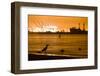 A Black-Crowned Night Heron Waits for Spawning Grunion on a Beach Near Los Angeles, California-Neil Losin-Framed Photographic Print