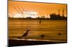 A Black-Crowned Night Heron Waits for Spawning Grunion on a Beach Near Los Angeles, California-Neil Losin-Mounted Photographic Print