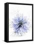 A Black Cumin Flower-Barbara Lutterbeck-Framed Stretched Canvas