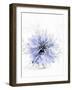 A Black Cumin Flower-Barbara Lutterbeck-Framed Photographic Print