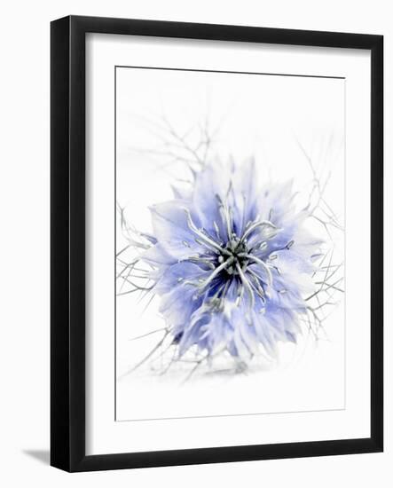 A Black Cumin Flower-Barbara Lutterbeck-Framed Photographic Print
