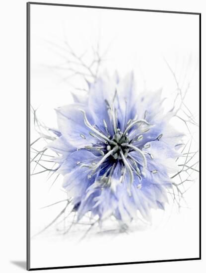 A Black Cumin Flower-Barbara Lutterbeck-Mounted Photographic Print