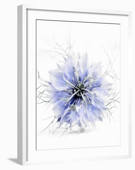 A Black Cumin Flower-Barbara Lutterbeck-Framed Photographic Print