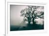 A Black Dog in a Field-Tim Kahane-Framed Photographic Print