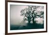 A Black Dog in a Field-Tim Kahane-Framed Photographic Print