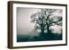 A Black Dog in a Field-Tim Kahane-Framed Photographic Print
