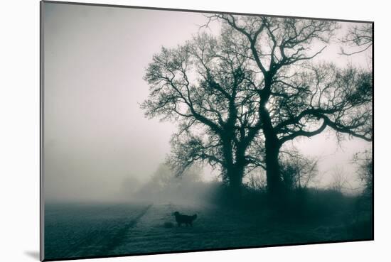 A Black Dog in a Field-Tim Kahane-Mounted Photographic Print