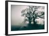 A Black Dog in a Field-Tim Kahane-Framed Photographic Print