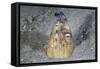 A Black-Finned Snake Eel Pokes its Head Out of a Sandy Seafloor-Stocktrek Images-Framed Stretched Canvas