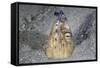 A Black-Finned Snake Eel Pokes its Head Out of a Sandy Seafloor-Stocktrek Images-Framed Stretched Canvas