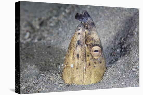 A Black-Finned Snake Eel Pokes its Head Out of a Sandy Seafloor-Stocktrek Images-Stretched Canvas