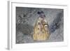 A Black-Finned Snake Eel Pokes its Head Out of a Sandy Seafloor-Stocktrek Images-Framed Photographic Print