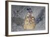 A Black-Finned Snake Eel Pokes its Head Out of a Sandy Seafloor-Stocktrek Images-Framed Photographic Print