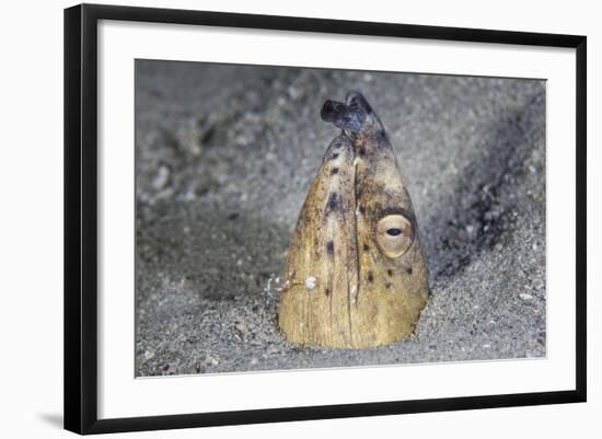 A Black-Finned Snake Eel Pokes its Head Out of a Sandy Seafloor-Stocktrek Images-Framed Photographic Print